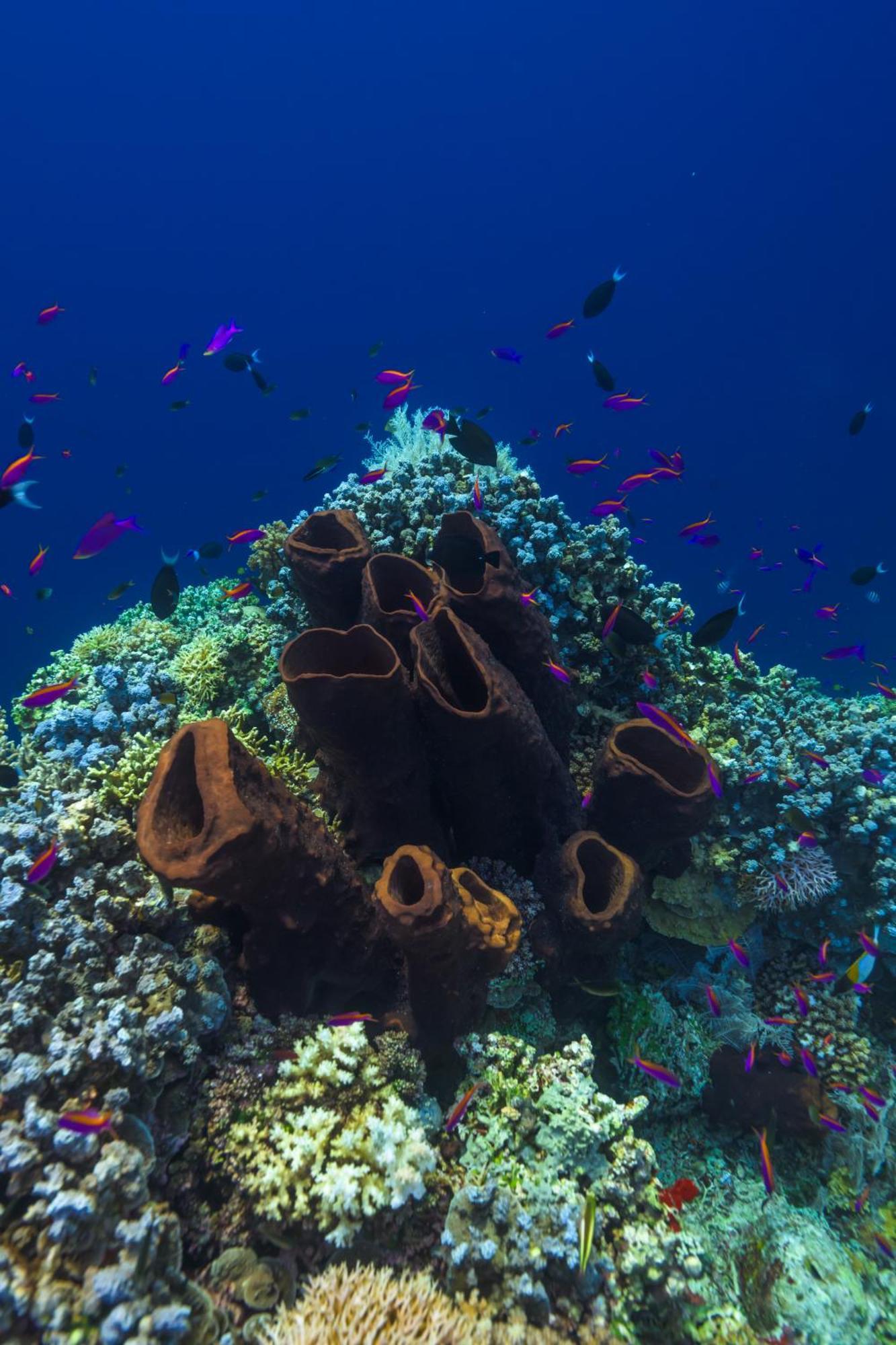 Reconnect - Private Island Resort & Dive Center Togean - Buka Buka Island Ampana Esterno foto